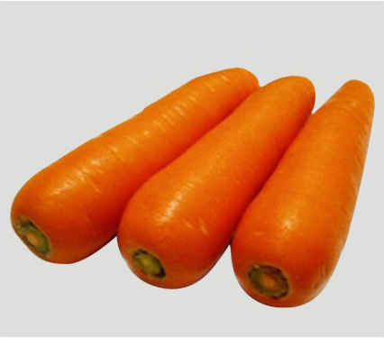 胡萝卜 - 保鲜蔬菜、出口保鲜蔬菜-日照怡和食品有限公司