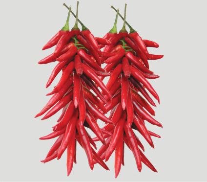 红辣椒 - 保鲜蔬菜、出口保鲜蔬菜-日照怡和食品有限公司